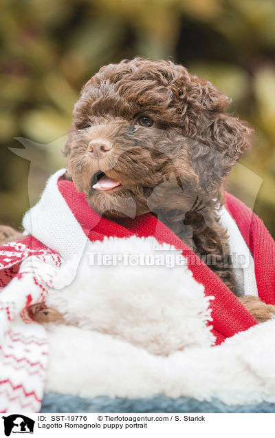 Lagotto Romagnolo Welpe Portrait / Lagotto Romagnolo puppy portrait / SST-19776