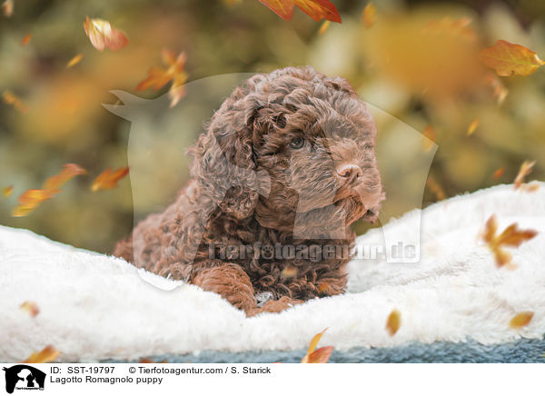 Lagotto Romagnolo Welpe / Lagotto Romagnolo puppy / SST-19797