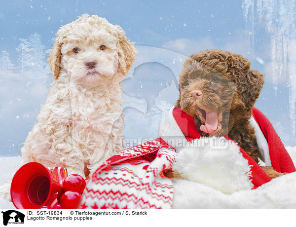 Lagotto Romagnolo Welpen / Lagotto Romagnolo puppies / SST-19834