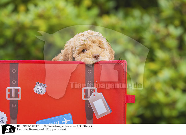 Lagotto Romagnolo Welpe Portrait / Lagotto Romagnolo Puppy portrait / SST-19843