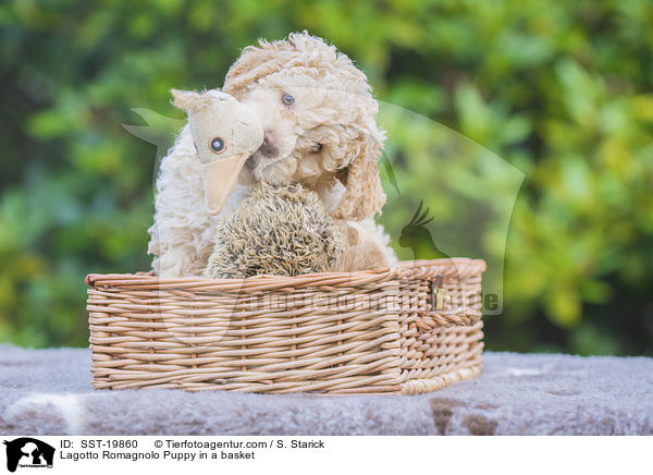 Lagotto Romagnolo Welpe im Krbchen / Lagotto Romagnolo Puppy in a basket / SST-19860