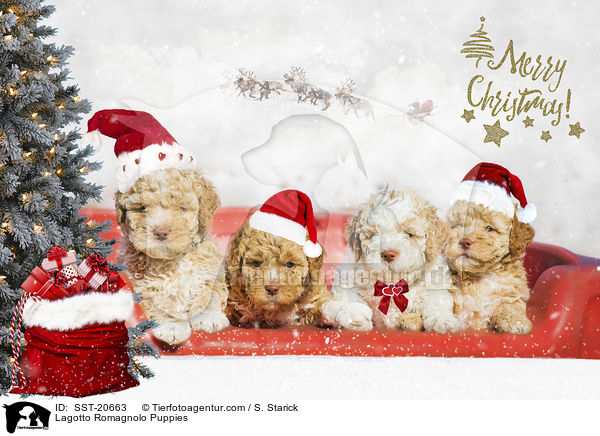Lagotto Romagnolo Welpen / Lagotto Romagnolo Puppies / SST-20663