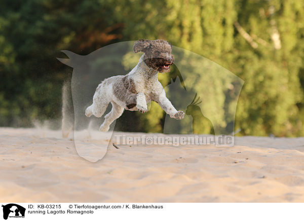 rennender Lagotto Romagnolo / running Lagotto Romagnolo / KB-03215