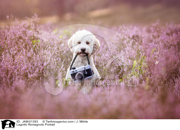 Lagotto Romagnolo Portrait / Lagotto Romagnolo Portrait / JAM-01393
