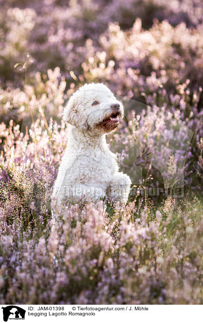 Lagotto Romagnolo macht Mnnchen / begging Lagotto Romagnolo / JAM-01398
