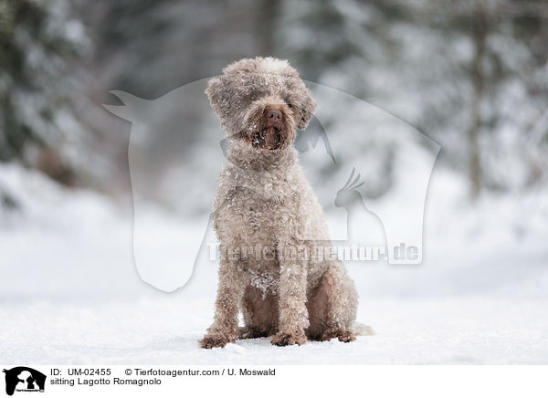 sitzender Lagotto Romagnolo / sitting Lagotto Romagnolo / UM-02455