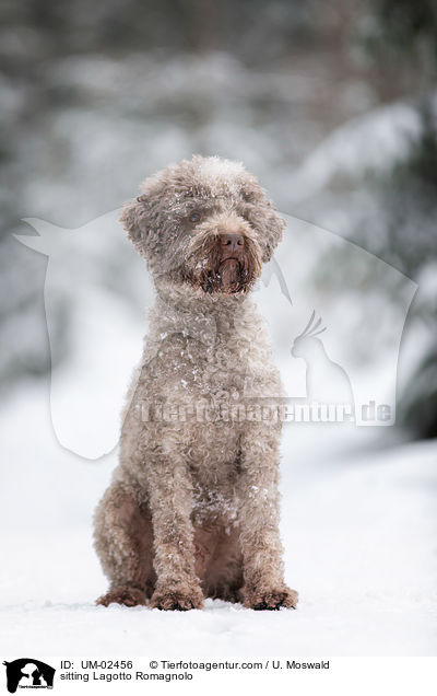 sitzender Lagotto Romagnolo / sitting Lagotto Romagnolo / UM-02456