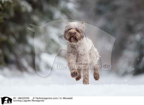 rennender Lagotto Romagnolo / running Lagotto Romagnolo / UM-02459