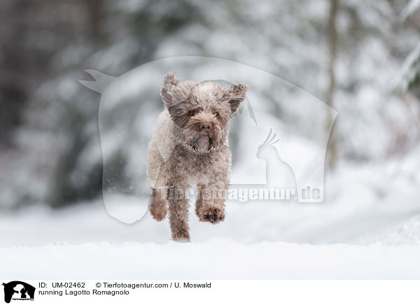 rennender Lagotto Romagnolo / running Lagotto Romagnolo / UM-02462