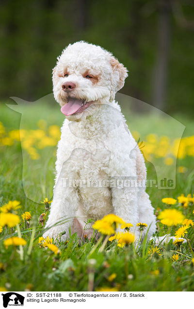 sitzender Lagotto Romagnolo / sitting Lagotto Romagnolo / SST-21188