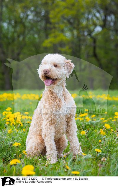 sitzender Lagotto Romagnolo / sitting Lagotto Romagnolo / SST-21209