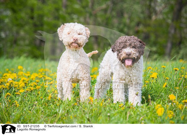 Lagotto Romagnolo / Lagotto Romagnolo / SST-21235
