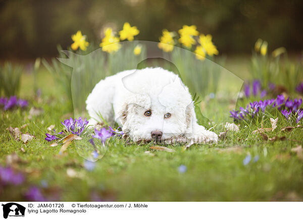liegender Lagotto Romagnolo / lying Lagotto Romagnolo / JAM-01726