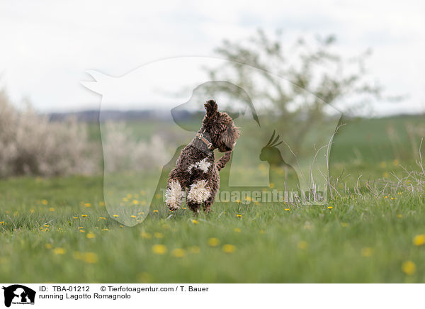 rennender Lagotto Romagnolo / running Lagotto Romagnolo / TBA-01212