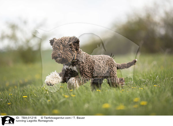 rennender Lagotto Romagnolo / running Lagotto Romagnolo / TBA-01216
