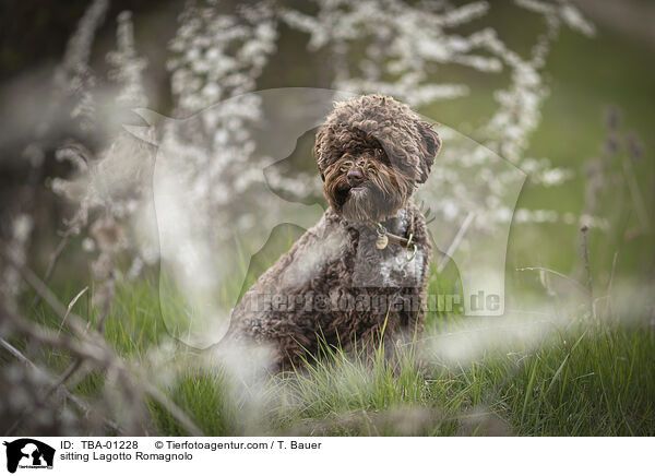 sitzender Lagotto Romagnolo / sitting Lagotto Romagnolo / TBA-01228