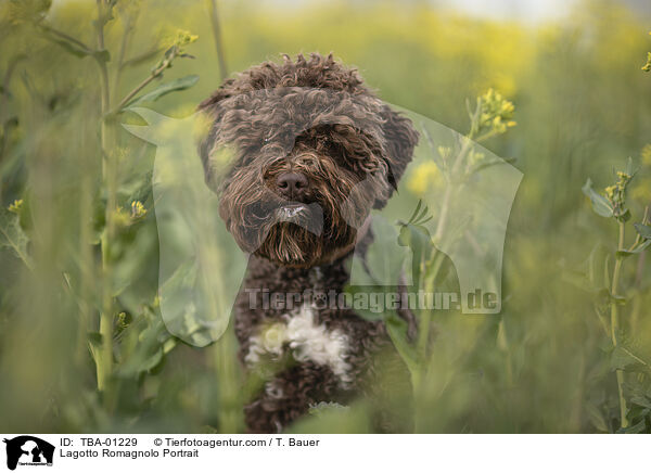 Lagotto Romagnolo Portrait / Lagotto Romagnolo Portrait / TBA-01229