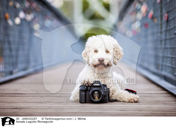 Lagotto Romagnolo Hndin / female Lagotto Romagnolo / JAM-02287