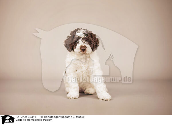 Lagotto Romagnolo Welpe / Lagotto Romagnolo Puppy / JAM-02317