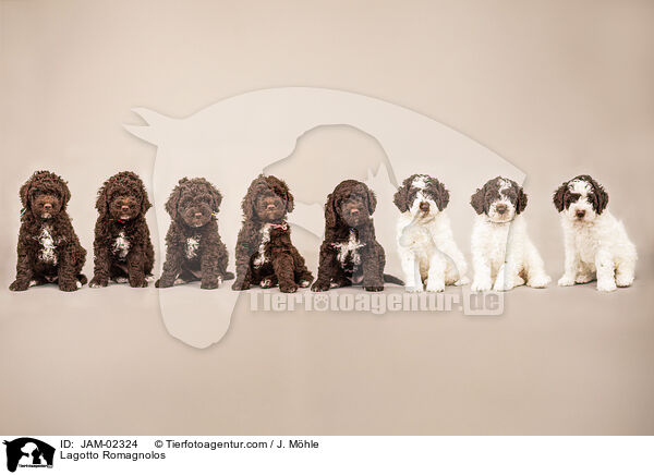 Lagotto Romagnolos / Lagotto Romagnolos / JAM-02324
