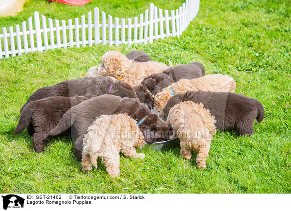 Lagotto Romagnolo Welpen / Lagotto Romagnolo Puppies / SST-21462