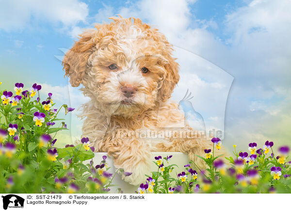 Lagotto Romagnolo Welpe / Lagotto Romagnolo Puppy / SST-21479