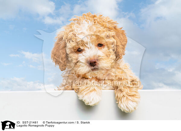Lagotto Romagnolo Puppy / SST-21481