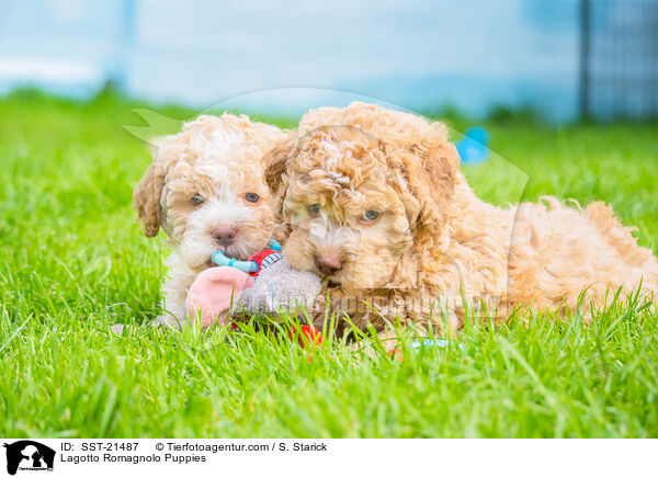 Lagotto Romagnolo Puppies / SST-21487