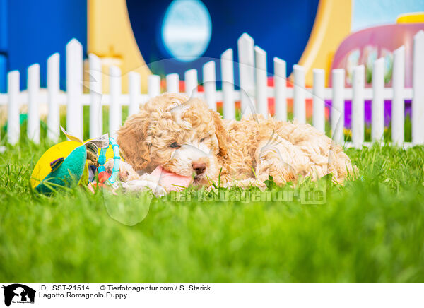 Lagotto Romagnolo Welpe / Lagotto Romagnolo Puppy / SST-21514