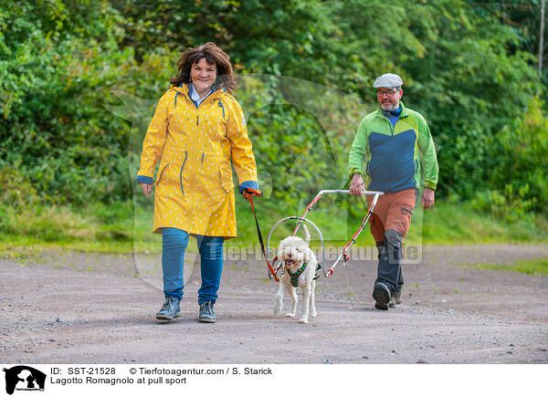 Lagotto Romagnolo beim Zughundesport / Lagotto Romagnolo at pull sport / SST-21528