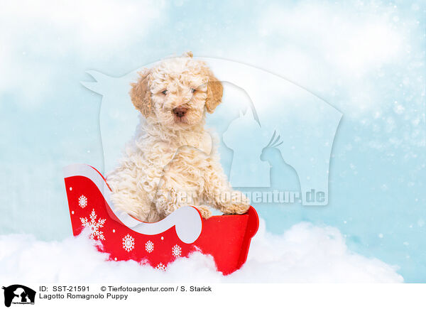 Lagotto Romagnolo Puppy / SST-21591