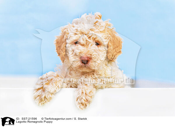 Lagotto Romagnolo Puppy / SST-21596