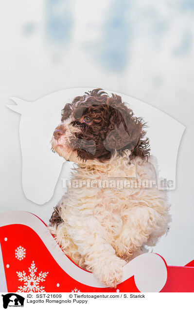 Lagotto Romagnolo Welpe / Lagotto Romagnolo Puppy / SST-21609