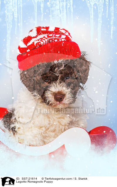 Lagotto Romagnolo Welpe / Lagotto Romagnolo Puppy / SST-21614