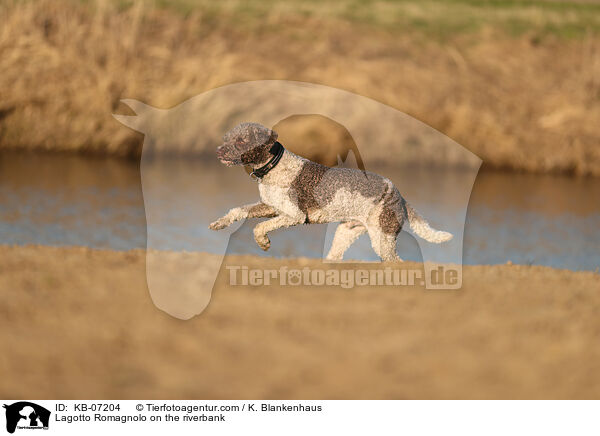 Lagotto Romagnolo am Wasser / Lagotto Romagnolo on the riverbank / KB-07204
