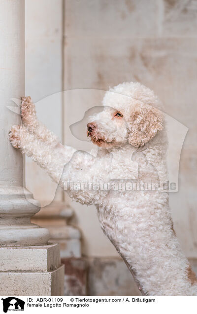 female Lagotto Romagnolo / ABR-01109