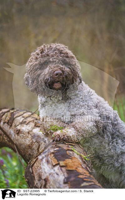 Lagotto Romagnolo / SST-22995
