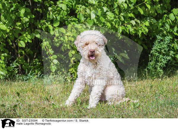 Lagotto Romagnolo Rde / male Lagotto Romagnolo / SST-23094