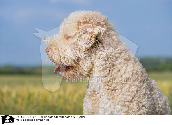 Lagotto Romagnolo Rde / male Lagotto Romagnolo / SST-23104
