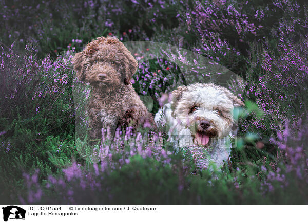 Lagotto Romagnolos / Lagotto Romagnolos / JQ-01554