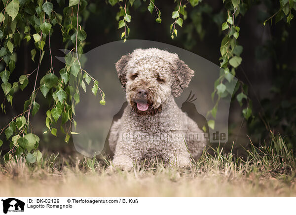 Lagotto Romagnolo / Lagotto Romagnolo / BK-02129