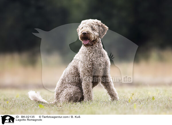 Lagotto Romagnolo / Lagotto Romagnolo / BK-02135
