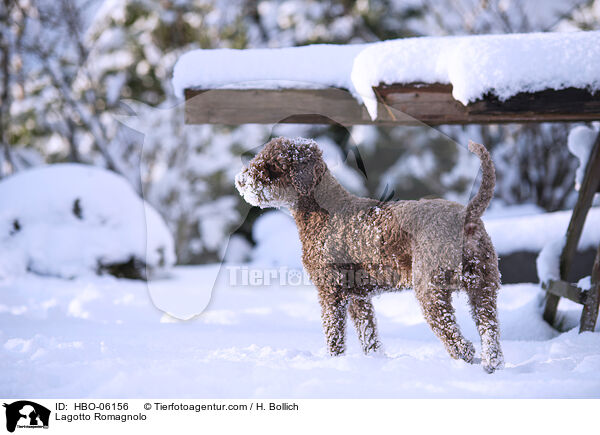 Lagotto Romagnolo / Lagotto Romagnolo / HBO-06156