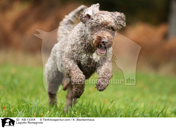 Lagotto Romagnolo / Lagotto Romagnolo / KB-13354