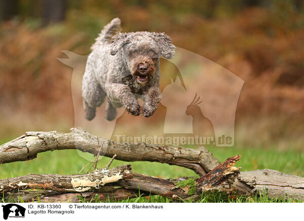 Lagotto Romagnolo / Lagotto Romagnolo / KB-13360