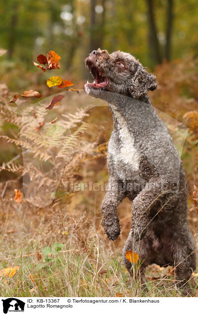 Lagotto Romagnolo / Lagotto Romagnolo / KB-13367