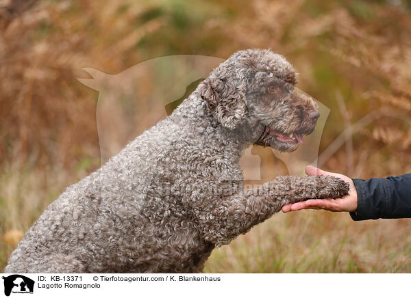 Lagotto Romagnolo / Lagotto Romagnolo / KB-13371