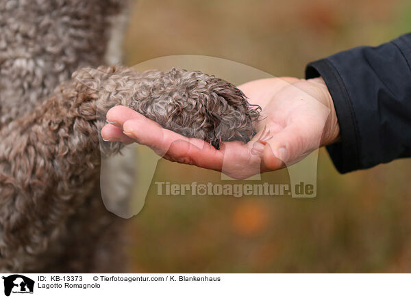 Lagotto Romagnolo / Lagotto Romagnolo / KB-13373