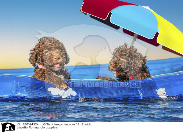 Lagotto Romagnolo Welpen / Lagotto Romagnolo puppies / SST-24324