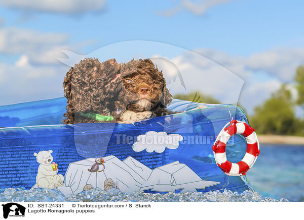 Lagotto Romagnolo Welpen / Lagotto Romagnolo puppies / SST-24331